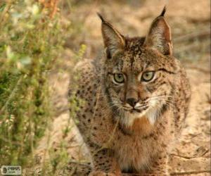 Puzzle de Lince europeo