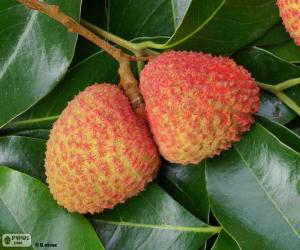 Puzzle de Litchi