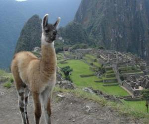 Puzzle de Llama, el animal más conocido del imperio de los antiguos incas