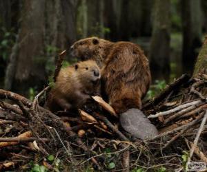 Puzzle de Los castores