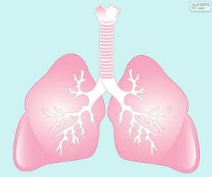 Puzzle de Los pulmones