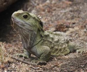 Puzzle de Los tuátaras son reptiles endémicos de las islas aledañas a Nueva Zelanda