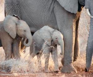Puzzle de Mamá elefante controlando a sus pequeños