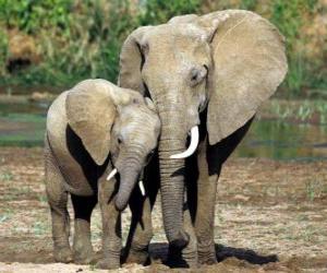 Puzzle de Mamá elefante controlando a su pequeño con la ayuda de la trompa