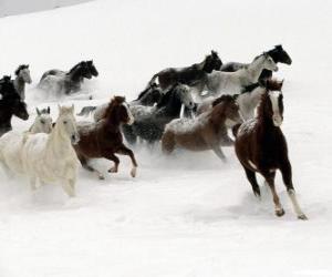 Puzzle de Manada de caballos corriendo por la nieve
