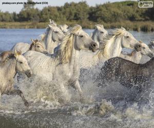 Puzzle de Manada de caballos salvajes pasando por el agua