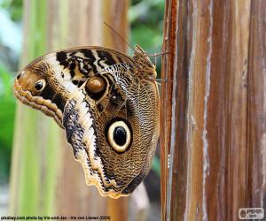 Puzzle de Mariposa búho