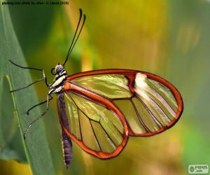 Puzzle de Mariposa de cristal, Greta oto