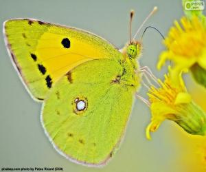 Puzzle de Mariposa lima