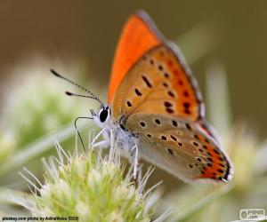 Puzzle de Mariposa naranja