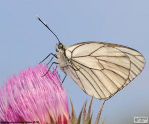 Puzzle de Mariposa sobre una flor rosa