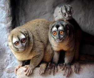 Puzzle de Monos buho