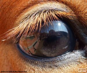 Puzzle de Ojo de caballo