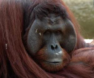 Puzzle de Orangután De Borneo
