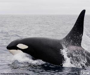 Puzzle de Orca, ballena asesina