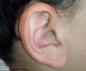 Puzzle de Oreja humana