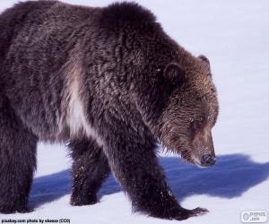 Puzzle de Oso grizzly