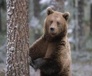 Puzzle de Oso pardo europeo en pié apoyado en un árbol