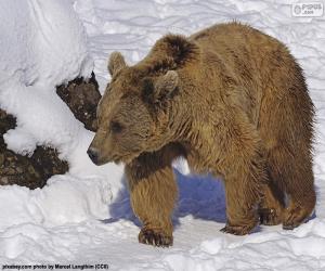 Puzzle de Oso pardo sobre la nieve