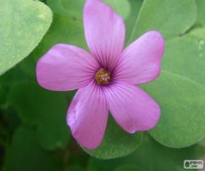 Puzzle de Oxalis de color rosa