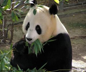 Puzzle de Panda gigante