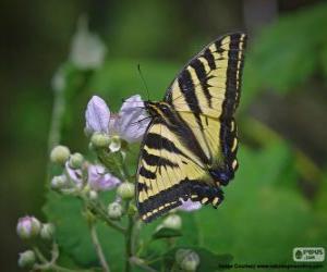 Puzzle de Papilio glaucus, mariposa originaria del este de Estados Unidos