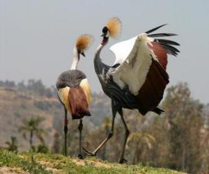 Puzzle de pareja de Grullas