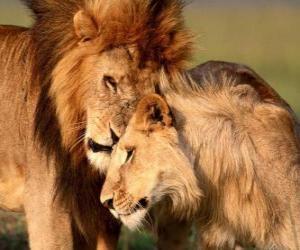 Puzzle de Pareja de leones