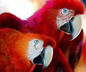 Puzzle de Pareja de loros