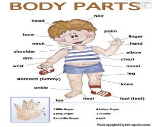 Juegos de de Cuerpo humano