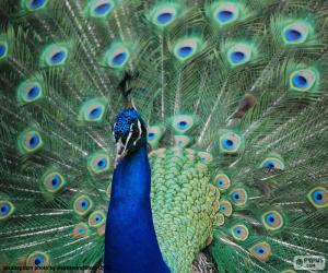 Puzzle de Pavo real común, macho