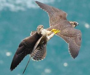 Puzzle de pelea de halcones