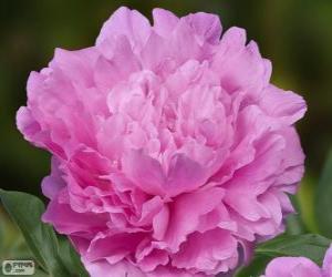 Puzzle de Peonía Dinner plate