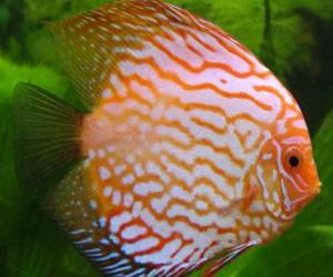 Puzzle de Pez con rallas