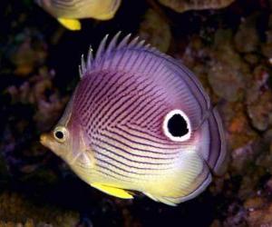 Puzzle de Pez magico