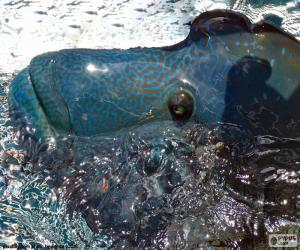 Puzzle de Pez Napoleón