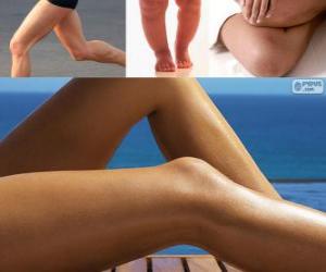 Puzzle de Pierna, une la cadera con el tobillo