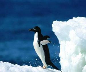 Puzzle de Pinguino sobre la nieve de la Antártida o Antártica