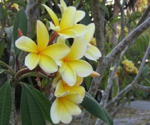 Puzzle de Plumeria amarilla