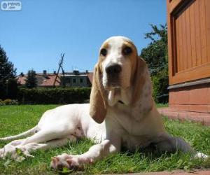 Puzzle de Porcelana (Perro)