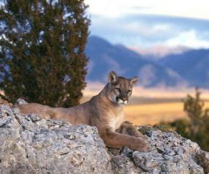Puzzle de Puma, león de montaña o pantera, un gran felino solitario