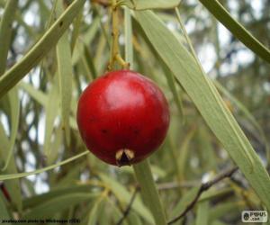 Puzzle de Quandong