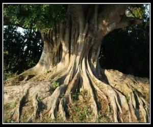 Puzzle de Raices de arbol