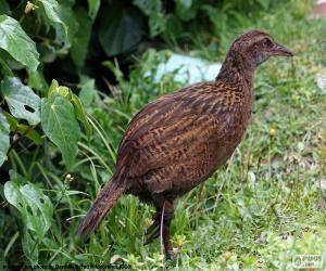 Puzzle de Rascón weka