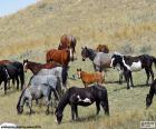 Manada de caballos salvajes