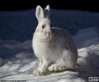 Conejo blanco