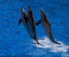 Grupo de delfines saltando