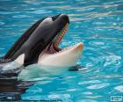 Orca durante el espectaculo en un acuario con la boca abierta