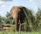 Un gran elefante en la selva
