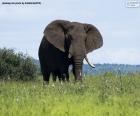 Gran elefante comiendo hierba en la sabana africana